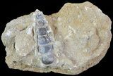 Pycnodus Crushing Mouthplate - Cretaceous Fish #71782-1